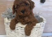 Mini Boy Poodle Bebekler